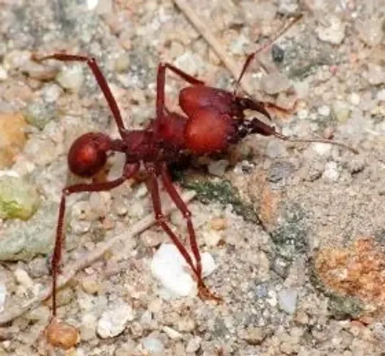 Formiga de estimação