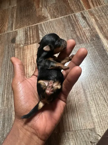 Yorkshire mini