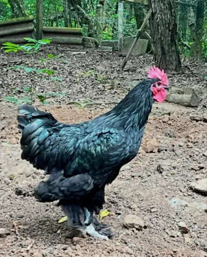 Galo Brahma preto