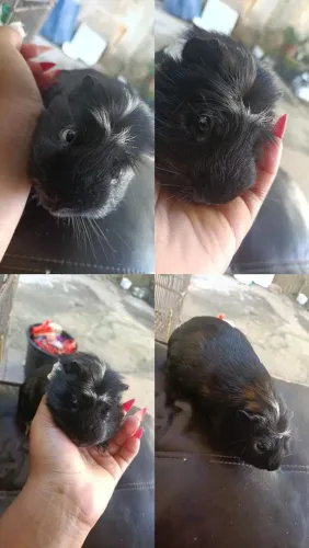 Porquinho da índia pra cruzar 