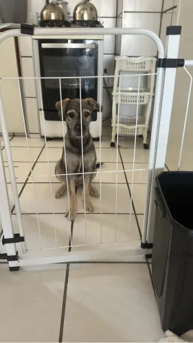Adoção  cachorro de porte médio vacinado é feito todos os exames , vou morar  fora.