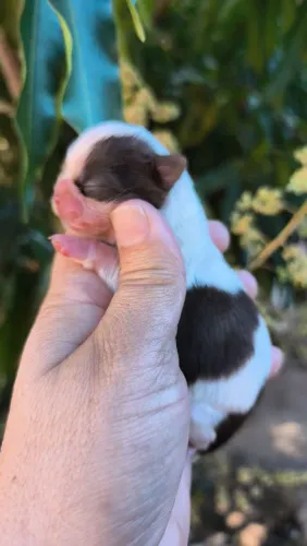 Shih Tzu