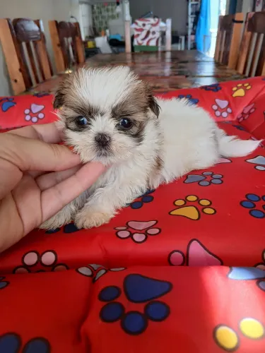 Shitzu machinho tricolor lindo