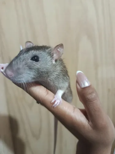 Doação Rato Twister