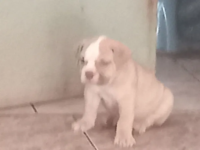 Bulldog campeiro apenas machos