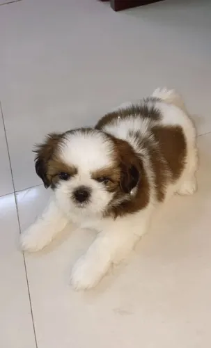 Filhotes de Shihtzu deitados na sala !