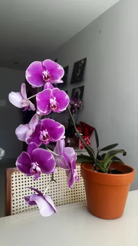 ORQUÍDEAS