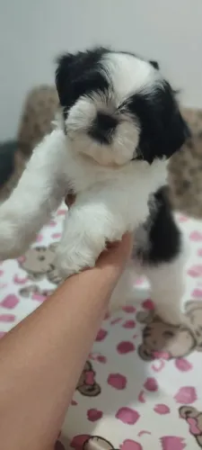 Shitzu macho 