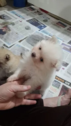 Lulu da Pomerânia anaozinho