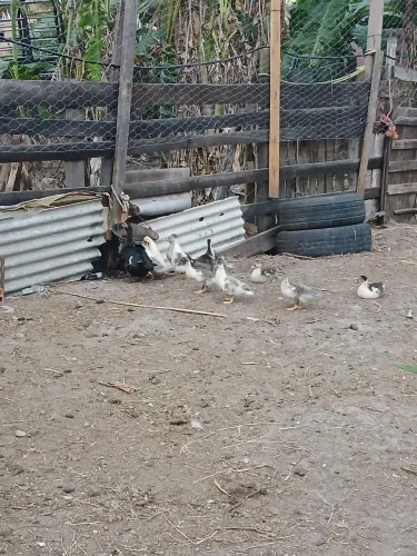 Vendo patos