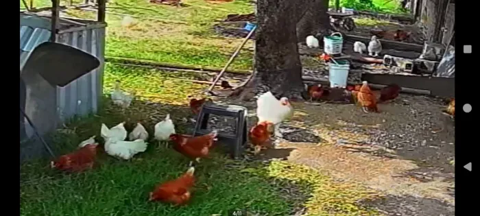 Galinha Brown Nick e Leghorn Branca