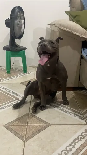 Doação de pitbull 