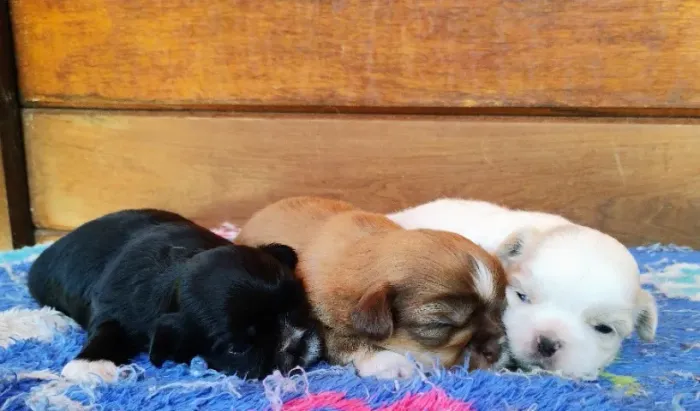 Shihtzu machos