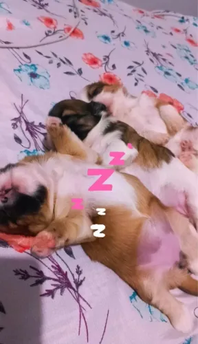 Filhotes de shih tzu