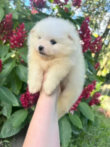 Spitz Alemão Macho- Lulu da Pomerânia Filhote