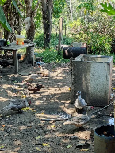 Vende se pato macho grande