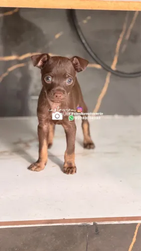 Pinscher macho chocolate macho SOMENTE MACHO 