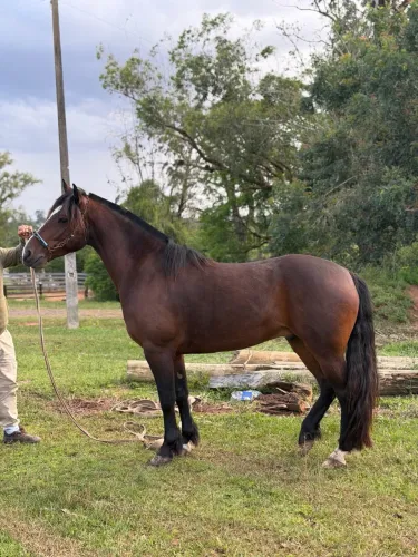CAVALO CONFIRMADO ?