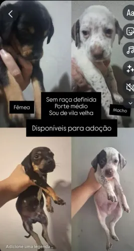 Adoção vira lata porte médio