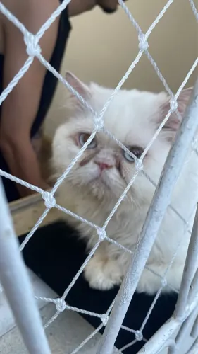 Gato Persa Macho - Não castrado 