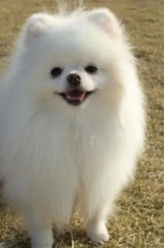 Lulu da Pomerânia Linhagem Importada