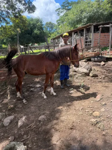 Cavalo Puro sangue - Mangalarga Marchador 