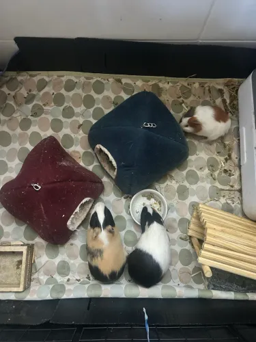 Doação de porquinho da índia macho 