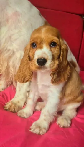 Filhote Cocker Spaniel Inglês