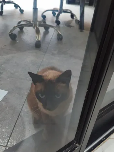 Gata siamesa 5 anos castrada para doação.