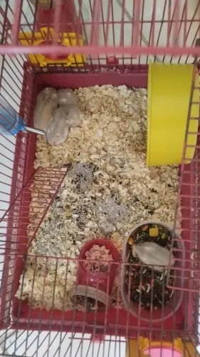 Hamster para vender 30 Reais 