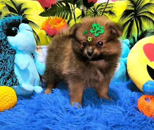 Lulu da Pomerânia anão