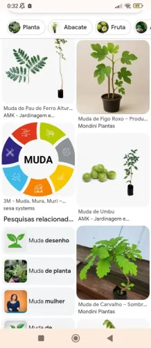 Muda Acauta