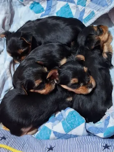 Filhotes de Yorkshire 
