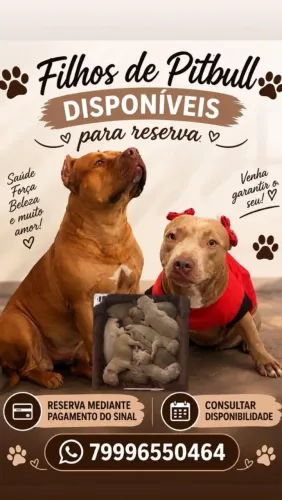 Filhotes de Pitbull