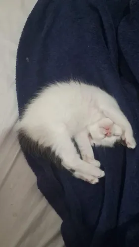 Gatas para doação