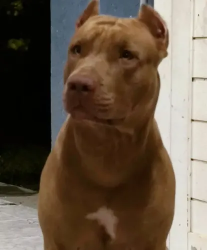 Últimos filhotes de Pitbull Monster 