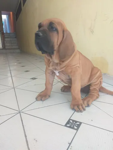 Cães Filhotes Fila Brasileiro 