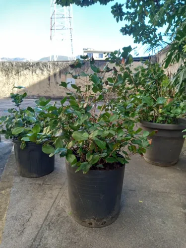 Grumixama Anã ( Eugenia itaguhiensis ) vaso 25 litros.