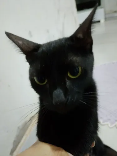 Doação de gatinhas 