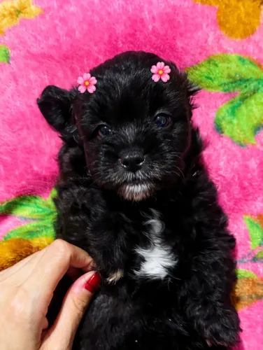 Cadela ShihTzu Fêmea
