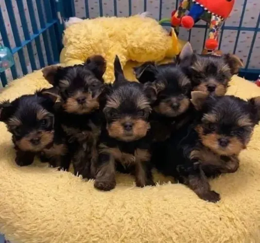 Yorkshire Filhote Pequeno e Vacinado