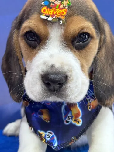 beagles tricolor