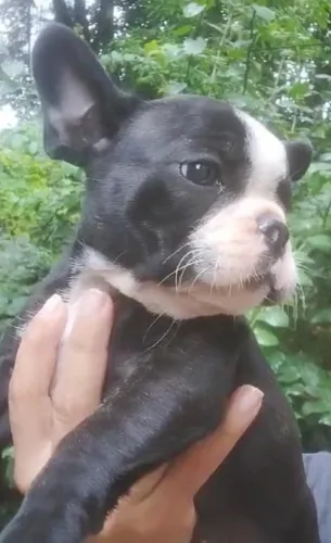 Bulldog frances companheiro ideal