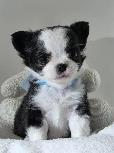 Cachorro chiauau bem cuidado e levamos para onde quiser