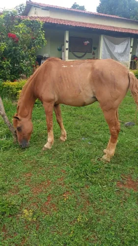 Cavalo 