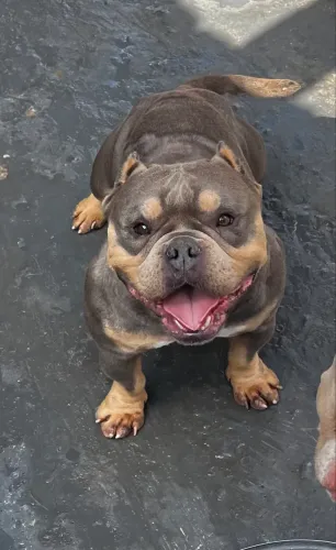 American Bully micro para cobertura/inseminacao