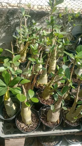 Rosa do deserto arabicum 