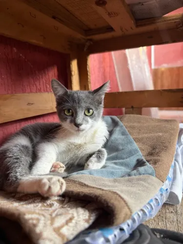 Doação gatinha 4 meses