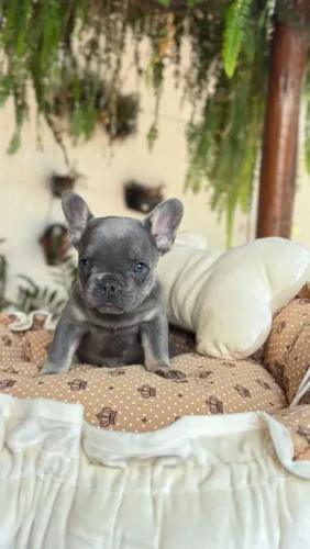 Bulldog francês 