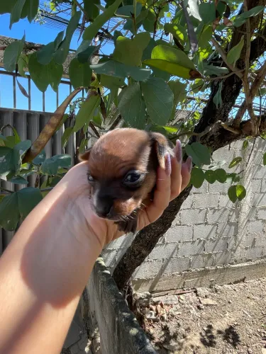 Vendo Pinscher fêmea
